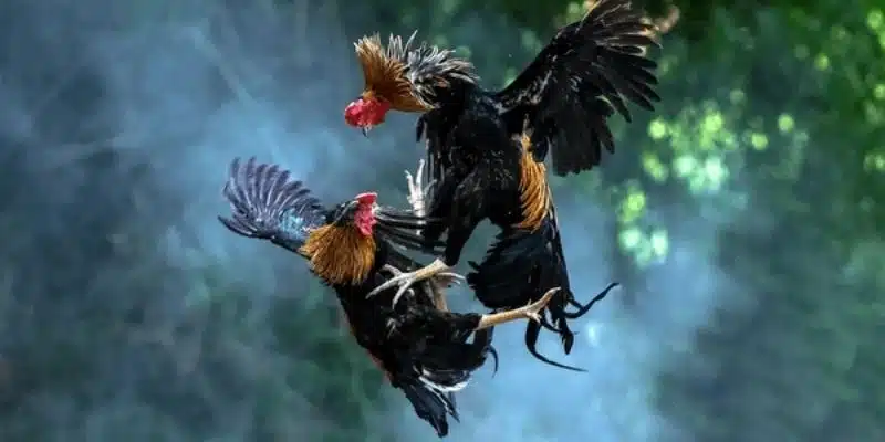 Gà cựa nhật nguyệt là giống loài rất hiếm có